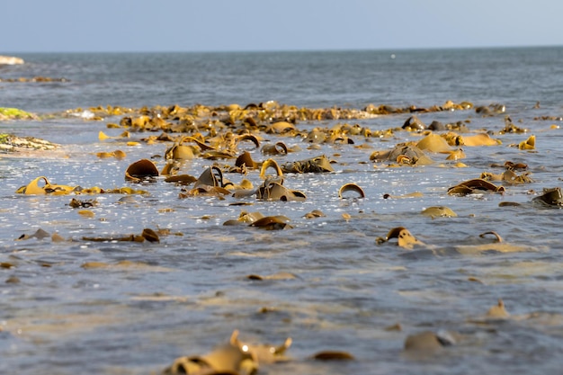 bull kelp seaweed growing on a rocky coastline by the ocean in australia