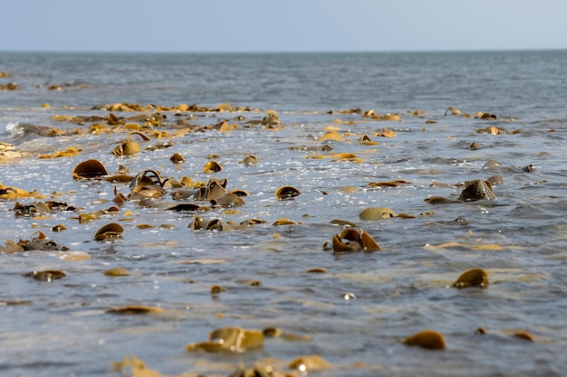 bull kelp seaweed growing on a rocky coastline by the ocean in australia