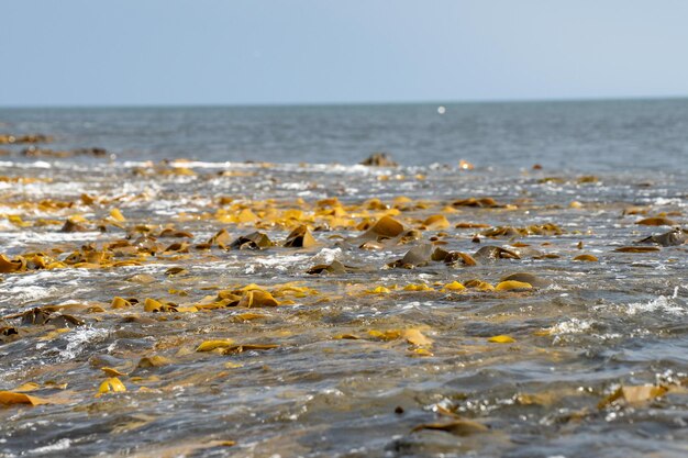 bull kelp seaweed growing on a rocky coastline by the ocean in australia