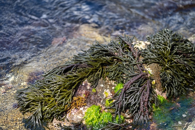 Bull kelp zeewier dat op rotsen groeit Eetbaar zeewier klaar om te oogsten in de oceaan