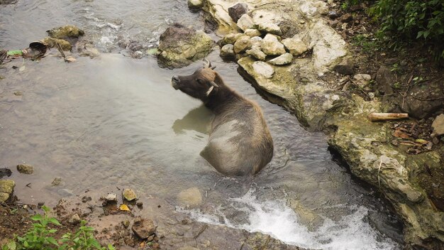 Bull lying in the river