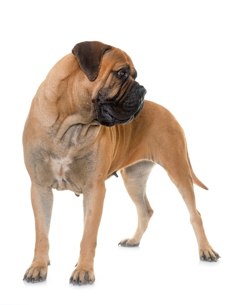 Foto bull mastiff in studio