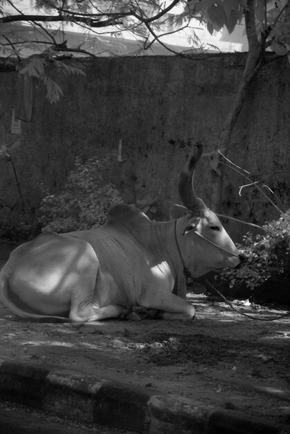 Bull relaxing on field