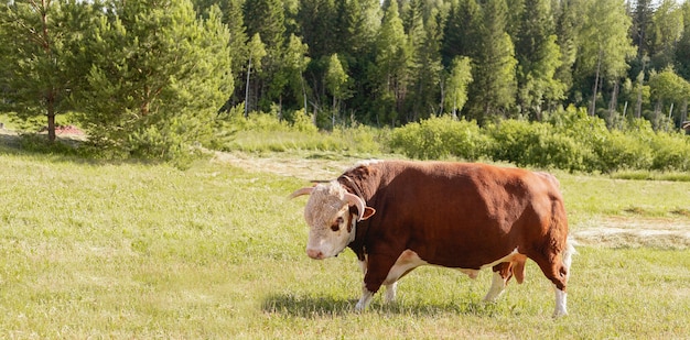Bull's head close-up op de achtergrond van een groene zomer weide en bos, zuivelproduct concept.