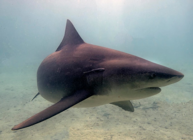 Photo bull shark - carcharhinus leucas - in bimini bahamas