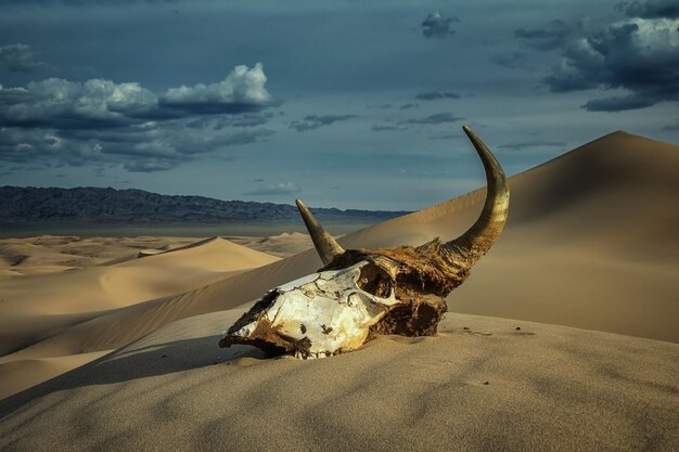 砂の砂漠と嵐の雲の中の雄牛の頭蓋骨