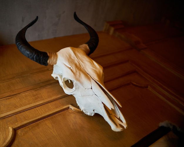 bull skull on wooden background closeup