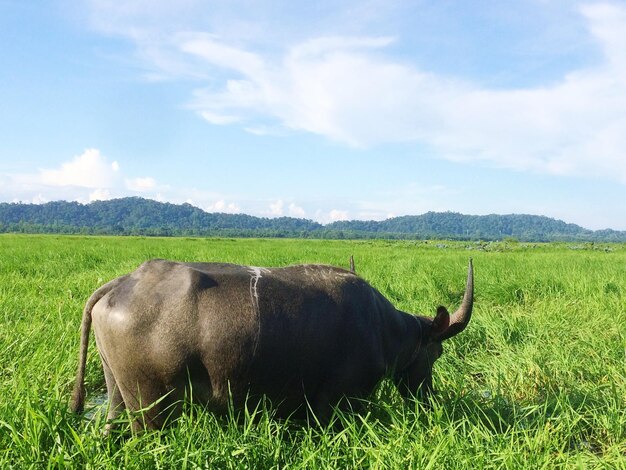 Bull standing on grassy land against sky