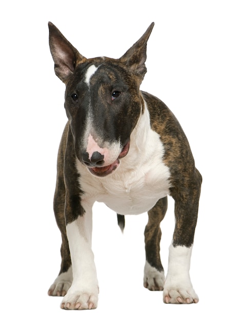 Bull terrier, 6 maanden oud, die zich voor witte muur bevindt