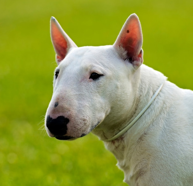 Bull terrier at a dog show in the spring