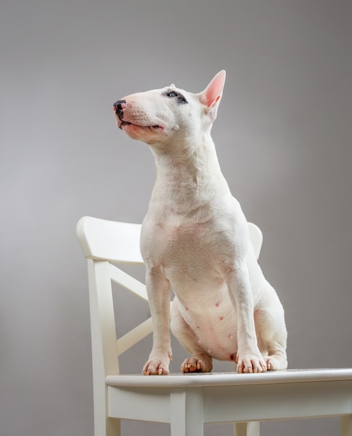 Bull terrier cane su una sedia bianca