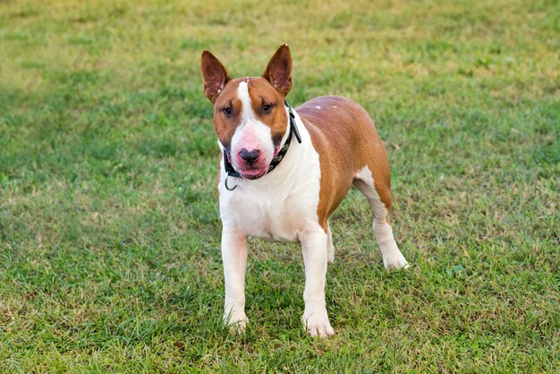 Bull terrier on green grass