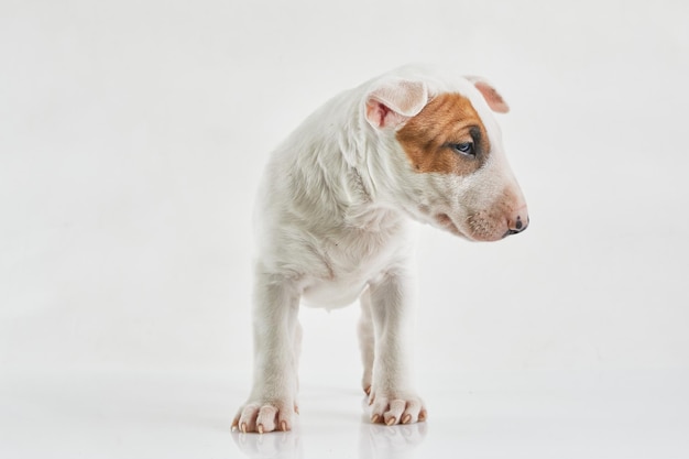 Bull terrier hond geïsoleerd tegen grijze achtergrond Studio portret Miniatuur bull terrier puppy poseren op schot