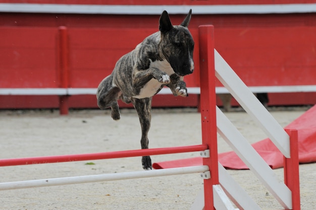 bull terrier in behendigheid