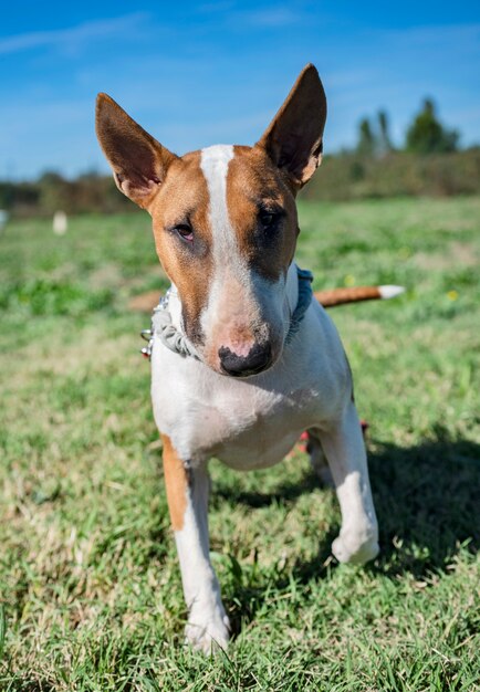 bull terrier in obedience