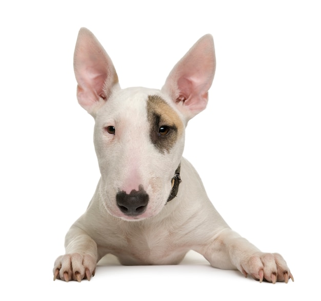 Bull Terrier puppy, 5 months old,