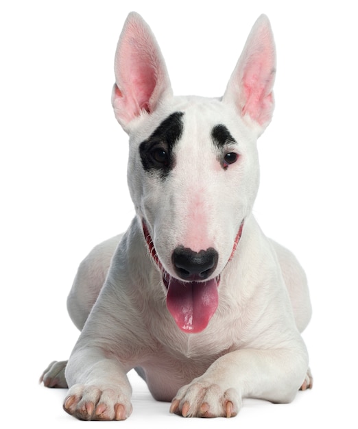 Bull Terrier puppy, 6 months old, lying in front of white wall