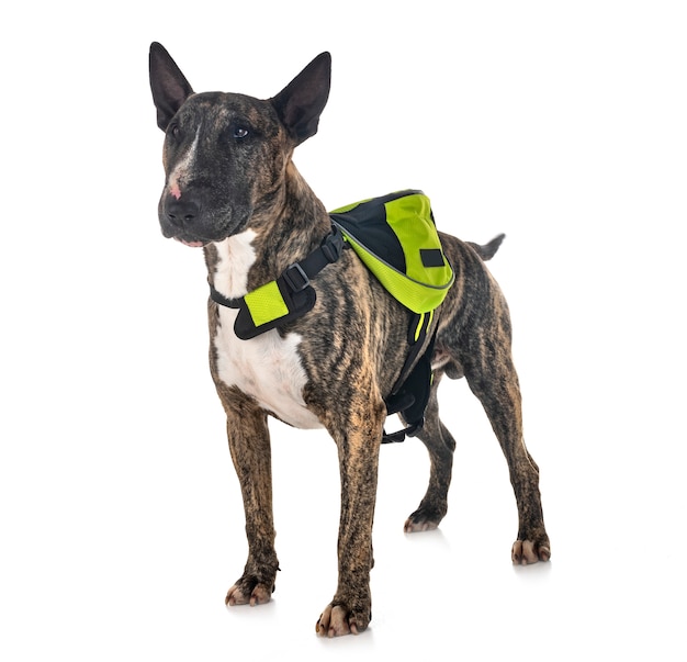 bull terrier and saddlebag