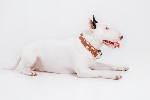 A bull terrier wearing a leather collar.