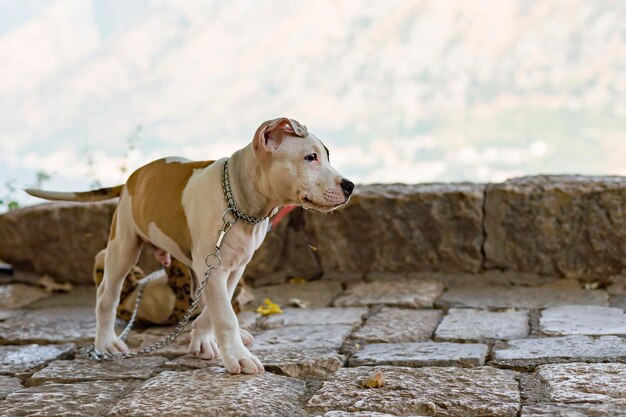 Bull Terrier