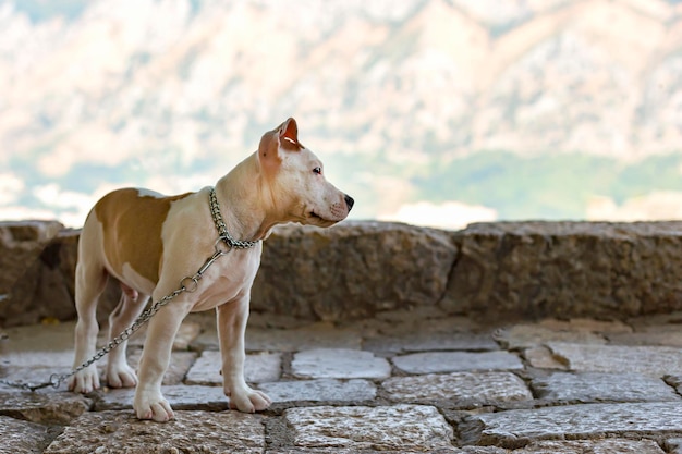 Bull Terrier