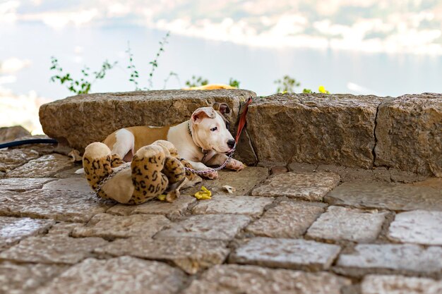 Bull Terrier