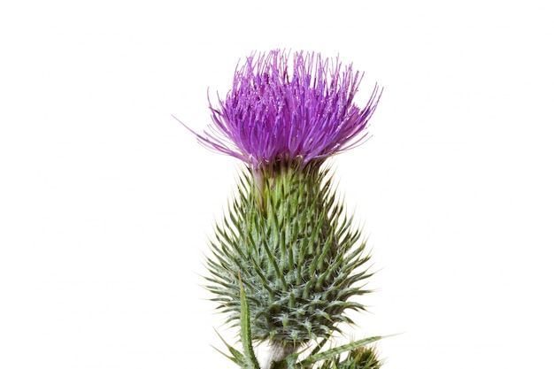 Bull thistle flower isolated