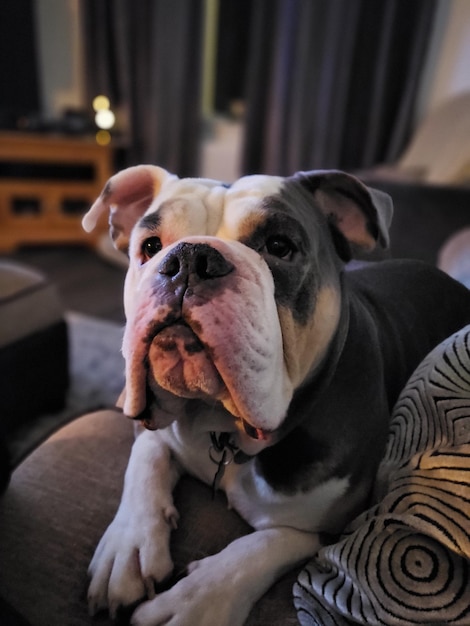 Foto bulldog da vicino