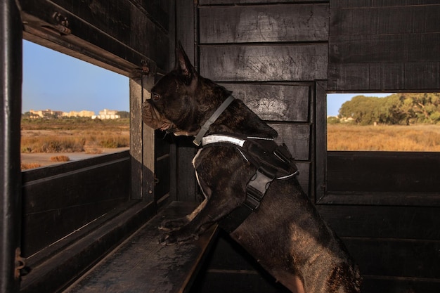 Bulldog Frances houdt toezicht op een observatiecentrum van een natuurlijk park