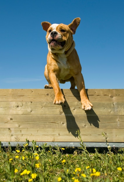 Foto il bulldog che salta sopra un recinto