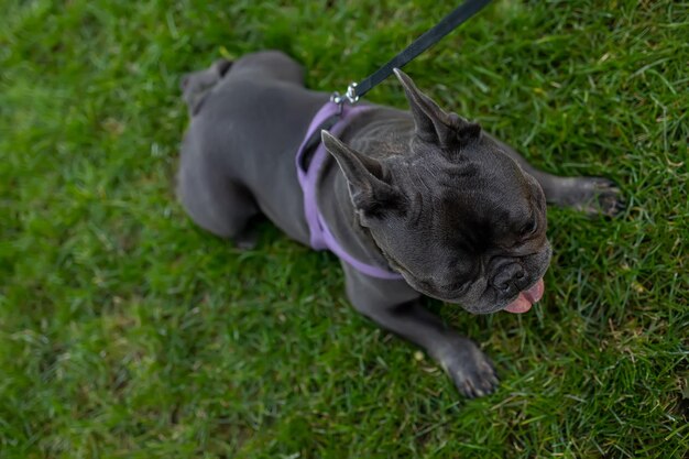 The bulldog lies sideways on the lawn and rests after a hard walk on which he ran a lot