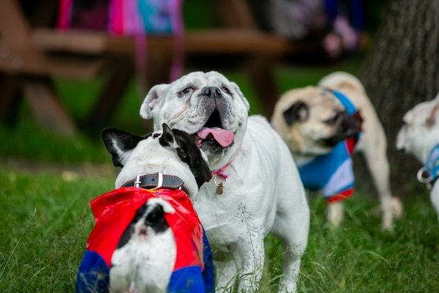 bulldog meeting other dogs