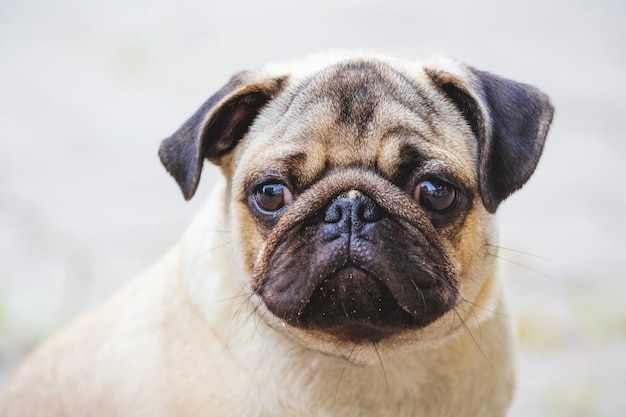 Bulldog pup close-up op lichte onscherpe achtergrond