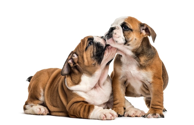 Bulldog puppies cuddling, isolated on white