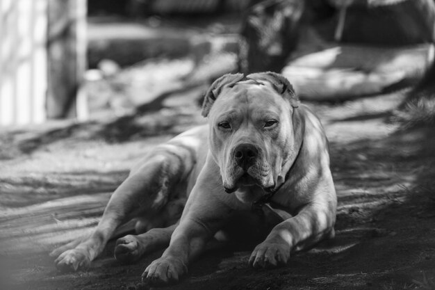 Photo bulldog relaxing outdoors