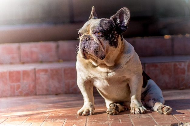 Bulldog sitting on footpath
