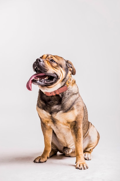 Bulldog with sticking tongue out looking up over white backdrop