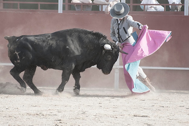 Bullfight. Fighting bull picture from Spain. Black bull