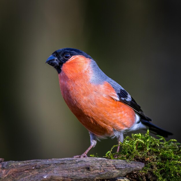 Photo bullfinch pyrrhula pyrrhula perched on a tree