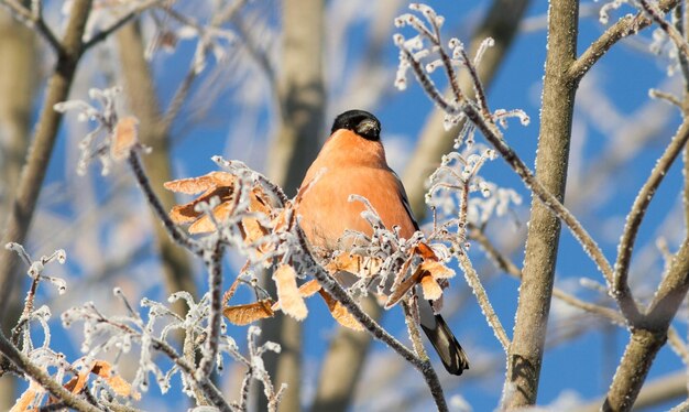 Bullfinch Pyrrhula 화창한 겨울 서리가 내린 아침 Bullfinch는 흰 서리로 덮인 나뭇 가지에 앉아 있습니다. 새는 나무 씨앗을 먹습니다.