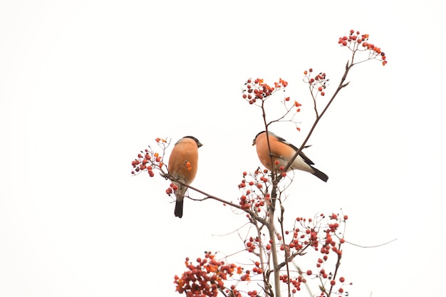 Bullfinch on Rowan