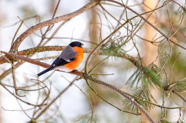 The bullfinch songbird sits on a pine branch in the winter\
forest pyrrhula pyrrhula bird watching in the wild