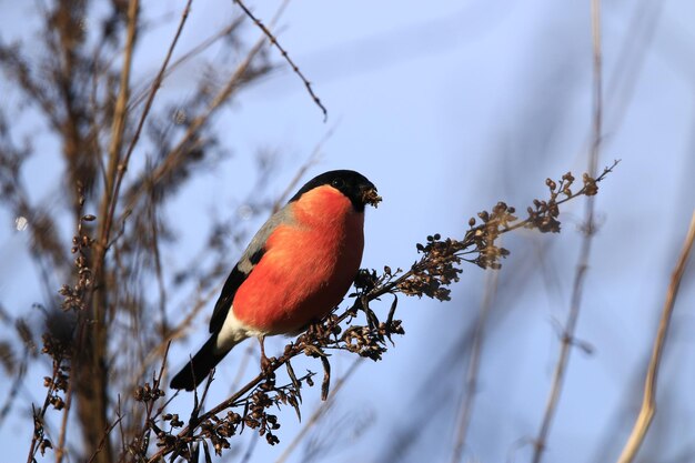 Photo bullfinch