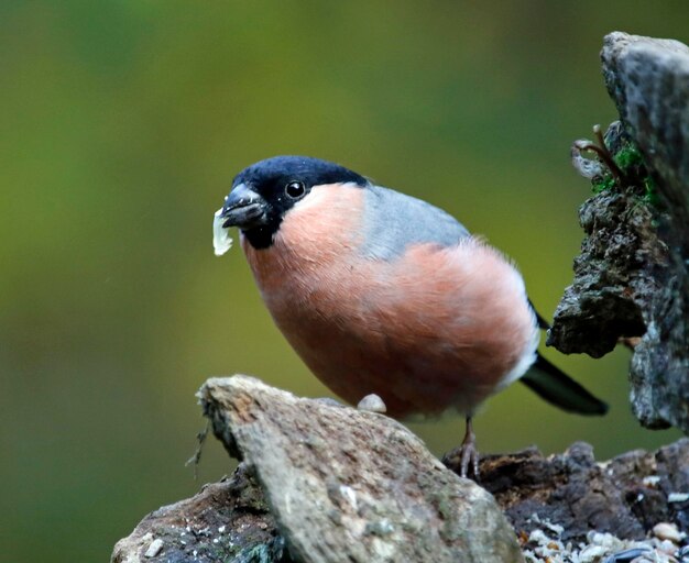 Bullfinches collecting food in the woods