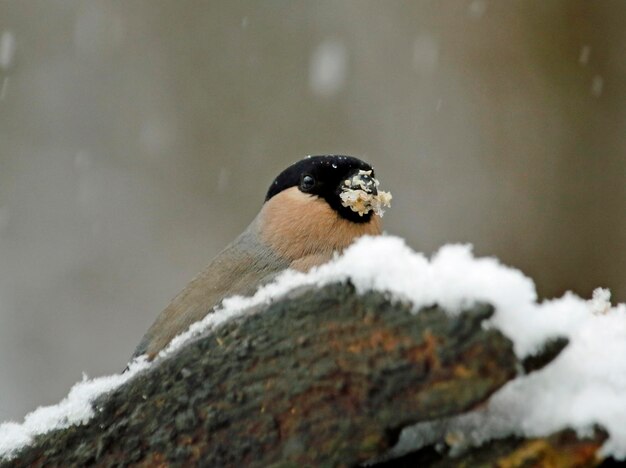 숲에서 먹이를 먹는 Bullfinches