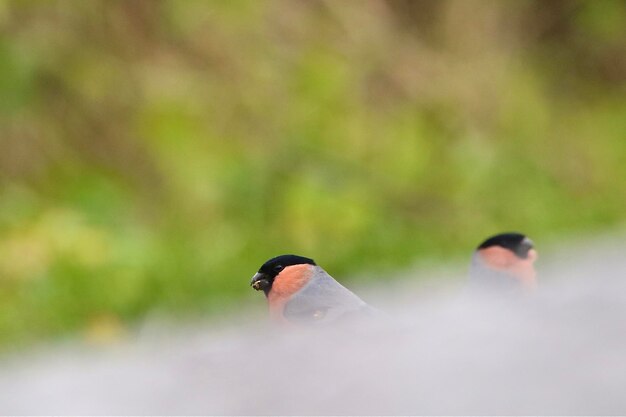 Foto i bullfinch sul sentiero