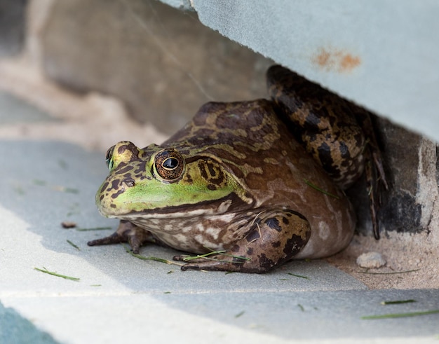 Bullfrog crouching under edge of pool