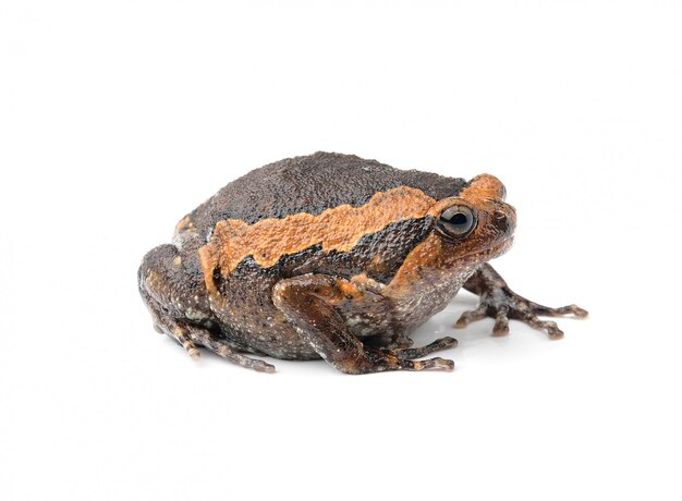 Photo bullfrog isolated on white space