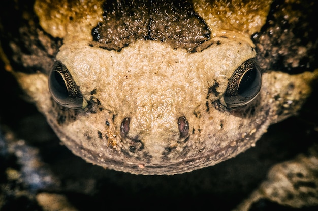 Foto vista a macroistruzione della rana toro