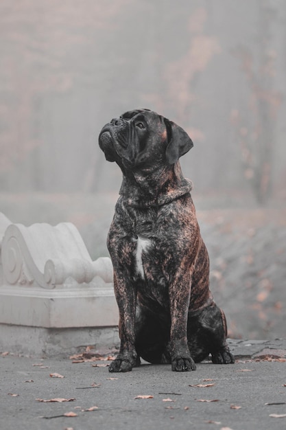 가을 색상의 배경에 야외에서 Bullmastiff 개